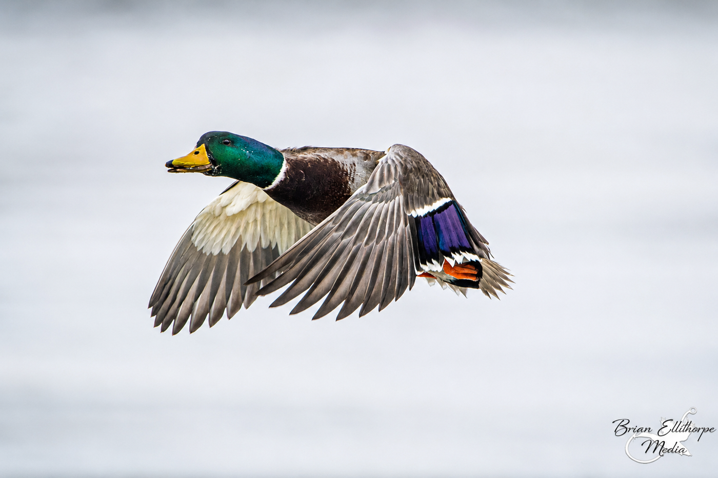 Duck Calls