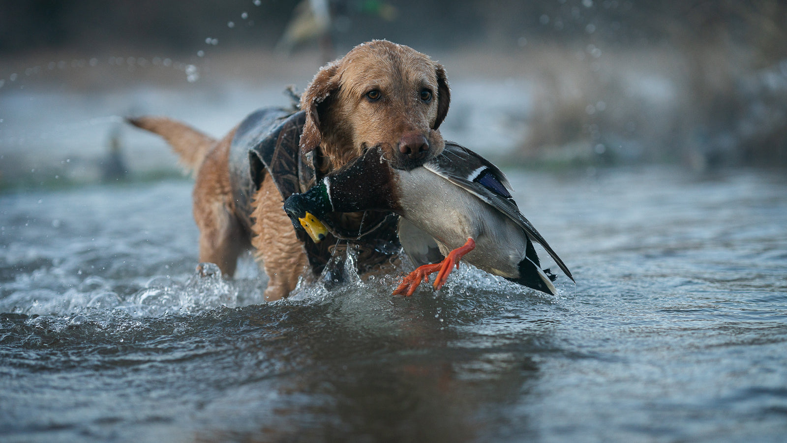 Duck Calls
