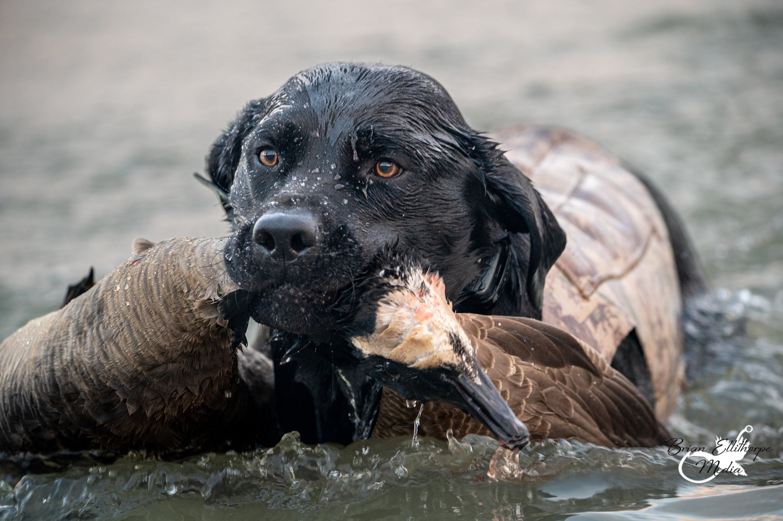 Goose Calls