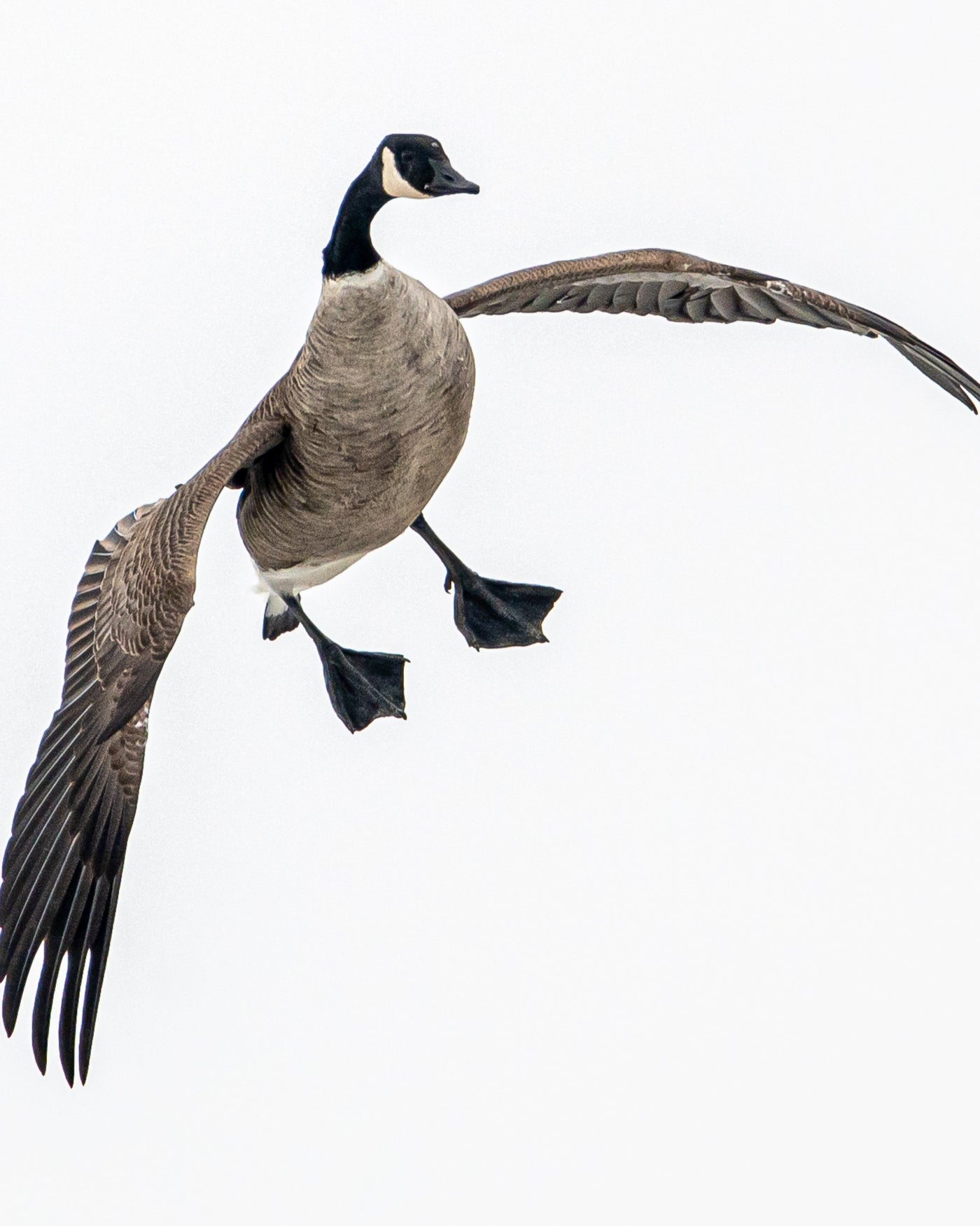 Goose Calls