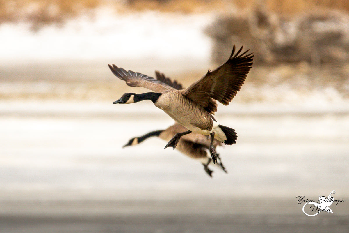 Goose Calls