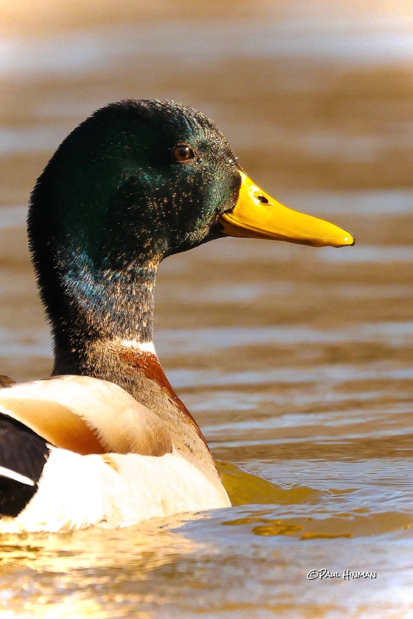 Duck Calls