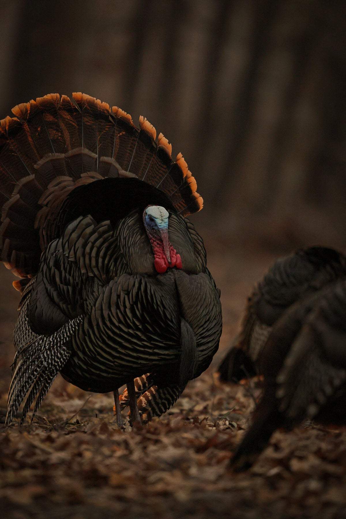 Turkey Calls