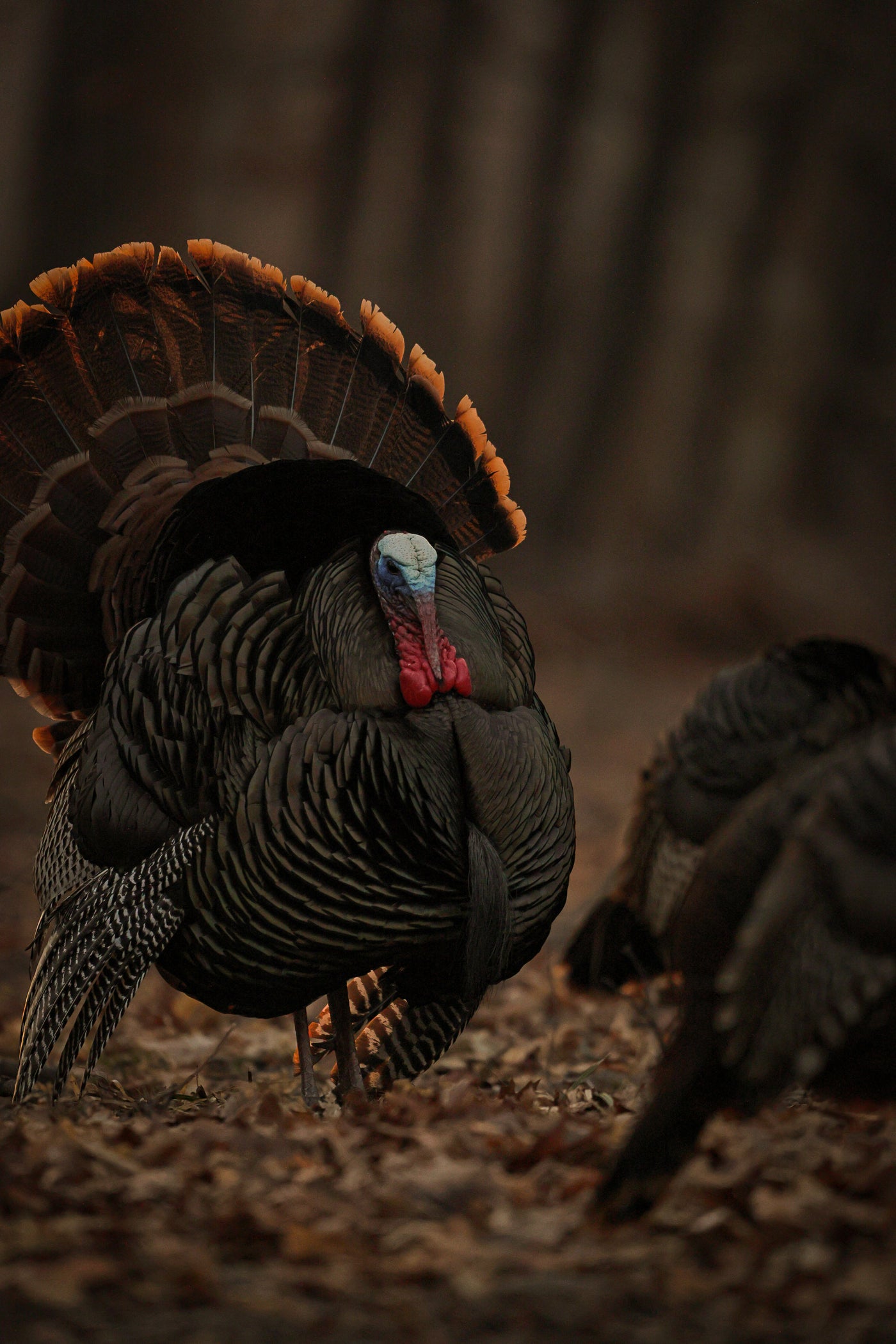 Turkey Calls